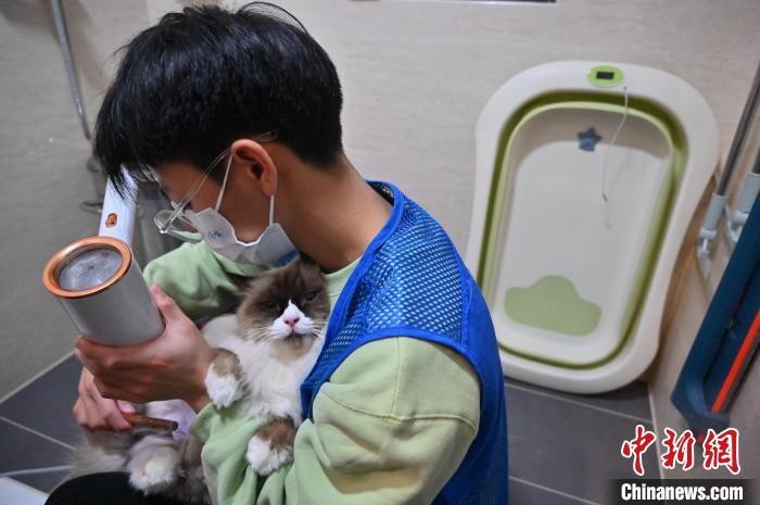 廣西南寧上門洗貓服務需求旺萌寵居家享受SPA