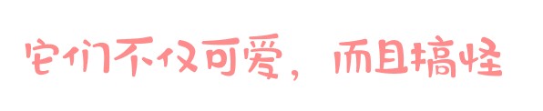 「廣東深圳」愛寵來啦！給淘氣寵兒做個SPA吧！