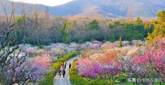 南京小長假出游全攻略采摘爬山踏青放風箏博物館匯總