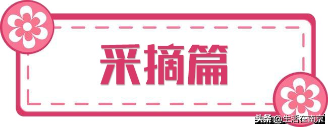 南京小長假出游全攻略采摘爬山踏青放風箏博物館匯總