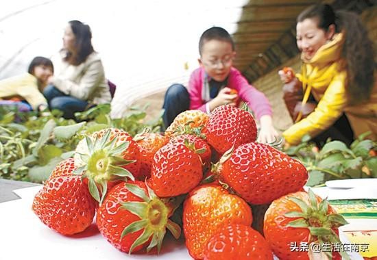 南京小長假出游全攻略采摘爬山踏青放風箏博物館匯總