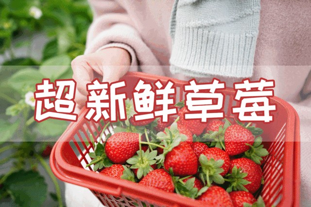 南京小長假出游全攻略采摘爬山踏青放風箏博物館匯總