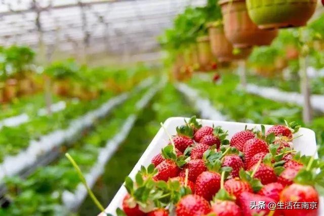 南京小長假出游全攻略采摘爬山踏青放風箏博物館匯總