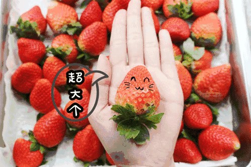 南京小長假出游全攻略采摘爬山踏青放風箏博物館匯總