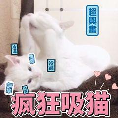 福州最全擼貓攻略一次性安利10家店讓你擼到爽!
