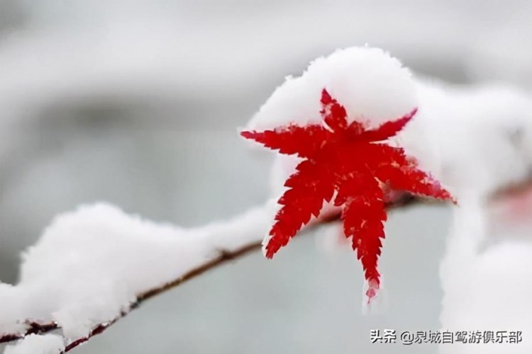 大雪至寒冬始推薦幾個濟南兩小時生活圈冬日必去打卡地