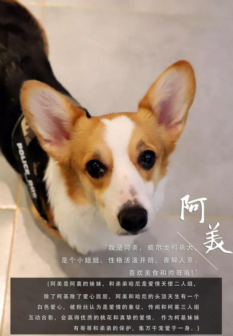 哈爾濱首家狗主題網(wǎng)紅店穿過狗海治愈你