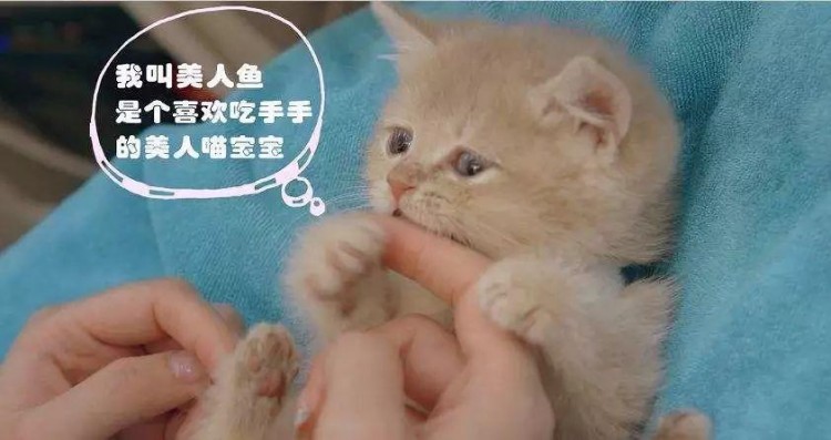 僅需25元!來這家明星級寵物館給你的主子做個豪華spa吧
