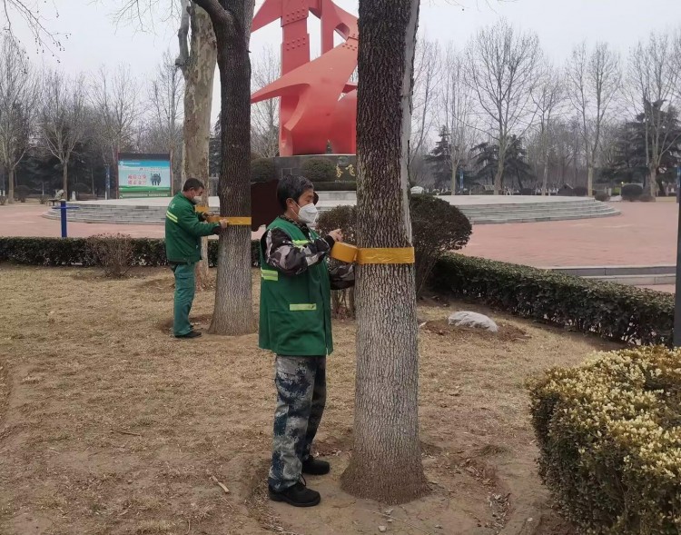 濰坊壽光:給綠化苗木做SPA讓春天更有綠意