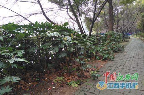 九江：整治濱湖公園不雅亂象 疑似“按摩女”被訓戒勸離