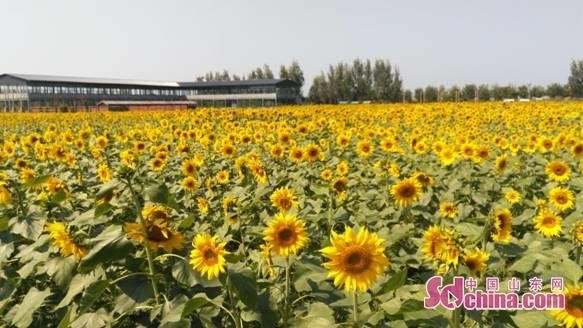 泉城出發車程一小時齊河旅游嗨到爆