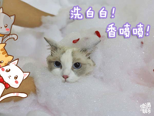 邯鄲這家寵物店竟然有這種福利99%的鏟屎君卻不知道！