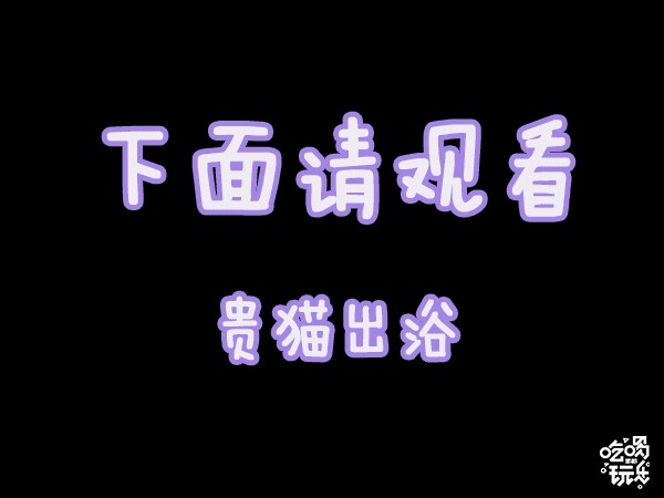 邯鄲這家寵物店竟然有這種福利99%的鏟屎君卻不知道！