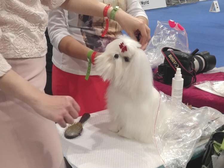 漫威聯(lián)名款牽引繩寵物SPA全自動貓廁所…寵博會養(yǎng)寵神器了解一下