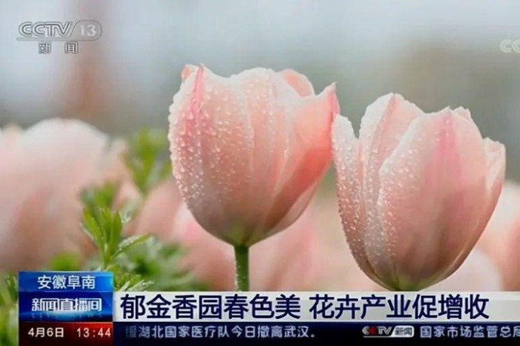 來一波2021春天的鮮花溫泉自駕游吧！坐標阜南縣田集鎮