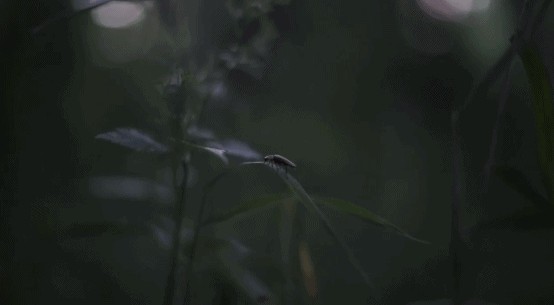 我看到螢火蟲啦！就在距杭州1H這樹屋山野溫泉spa無邊泳池