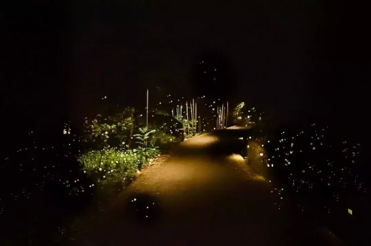 我看到螢火蟲啦！就在距杭州1H這樹屋山野溫泉spa無邊泳池