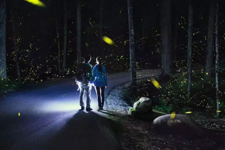 我看到螢火蟲啦！就在距杭州1H這樹屋山野溫泉spa無邊泳池