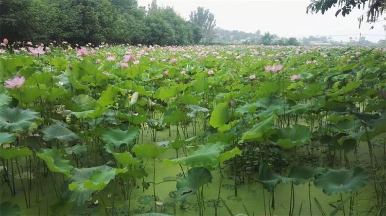 驕傲！孝感這9個鎮在全國出名了！看看有你家鄉嗎