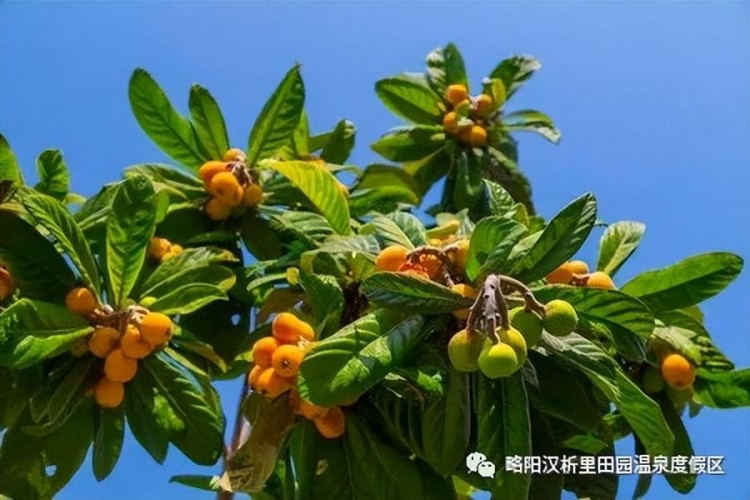 這波福利必須拿下！泡溫泉+免費吃枇杷+漁王大禮……想想都心動~