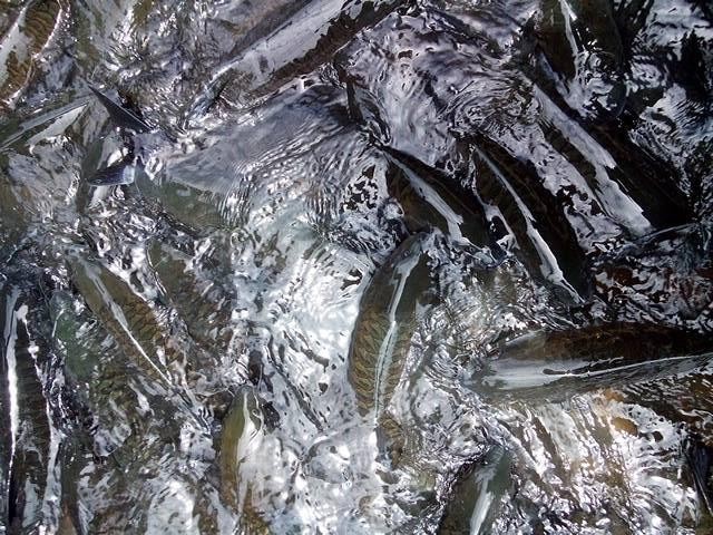 這一定是世界上最瘋狂的魚SPA了內心不夠強大真心不敢嘗試