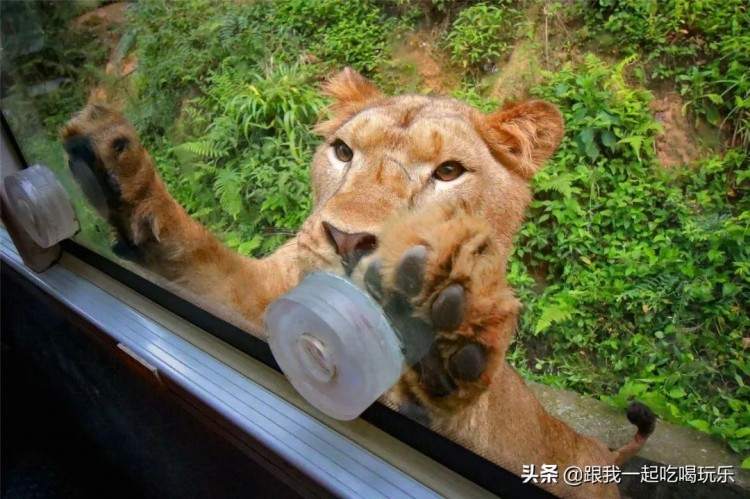 四川雅安現實版的瘋狂動物城生態野生動物園