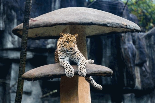 四川雅安現實版的瘋狂動物城生態野生動物園