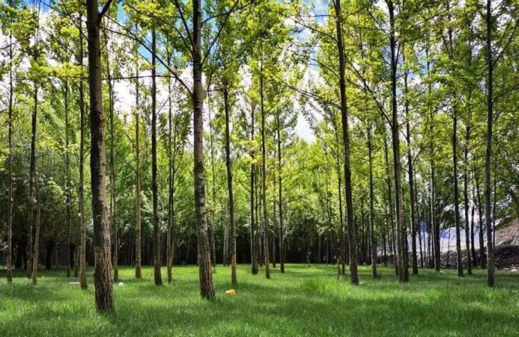 小山推薦丨過林卡吃酸奶還能做SPA山南避暑杠杠的~