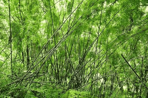 小山推薦丨過林卡吃酸奶還能做SPA山南避暑杠杠的~