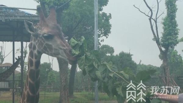吃樹葉蛋糕做頸部SPA江蘇首只人工育幼長頸鹿舉行成鹿禮