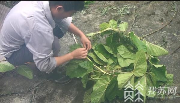 吃樹葉蛋糕做頸部SPA江蘇首只人工育幼長頸鹿舉行成鹿禮